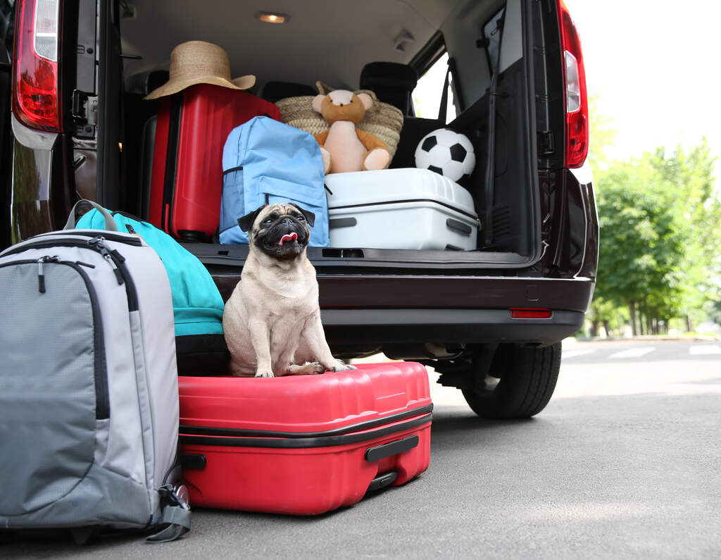 cachorro em cima de mala de viagem, pronto para férias em resort pet friendly