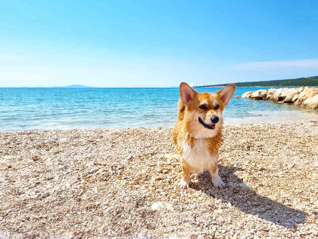 cachorro em praia aproveitando viagem em resort pet friendly