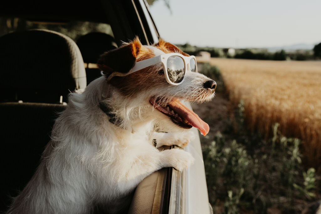 cachorro em janela de carro em viagem de férias para resort pet friendly